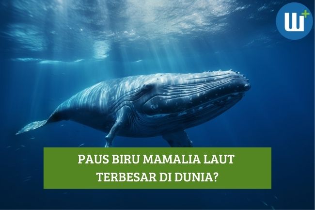 Paus Biru Mamalia Laut Terbesar di Dunia, Apa Benar?